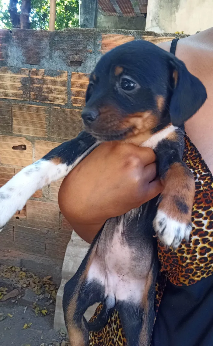 Cachorro ra a Mestiça: Poodle, Fila, Salsichinha  idade  nome FILHOTES 