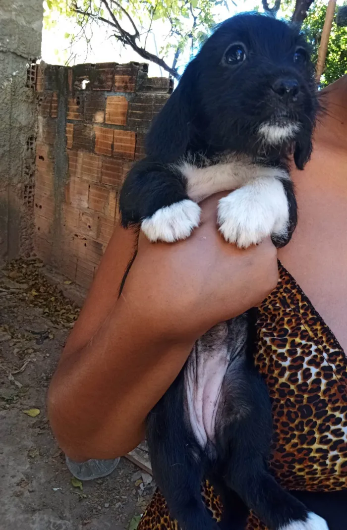 Cachorro ra a Mestiça: Poodle, Fila, Salsichinha  idade  nome FILHOTES 