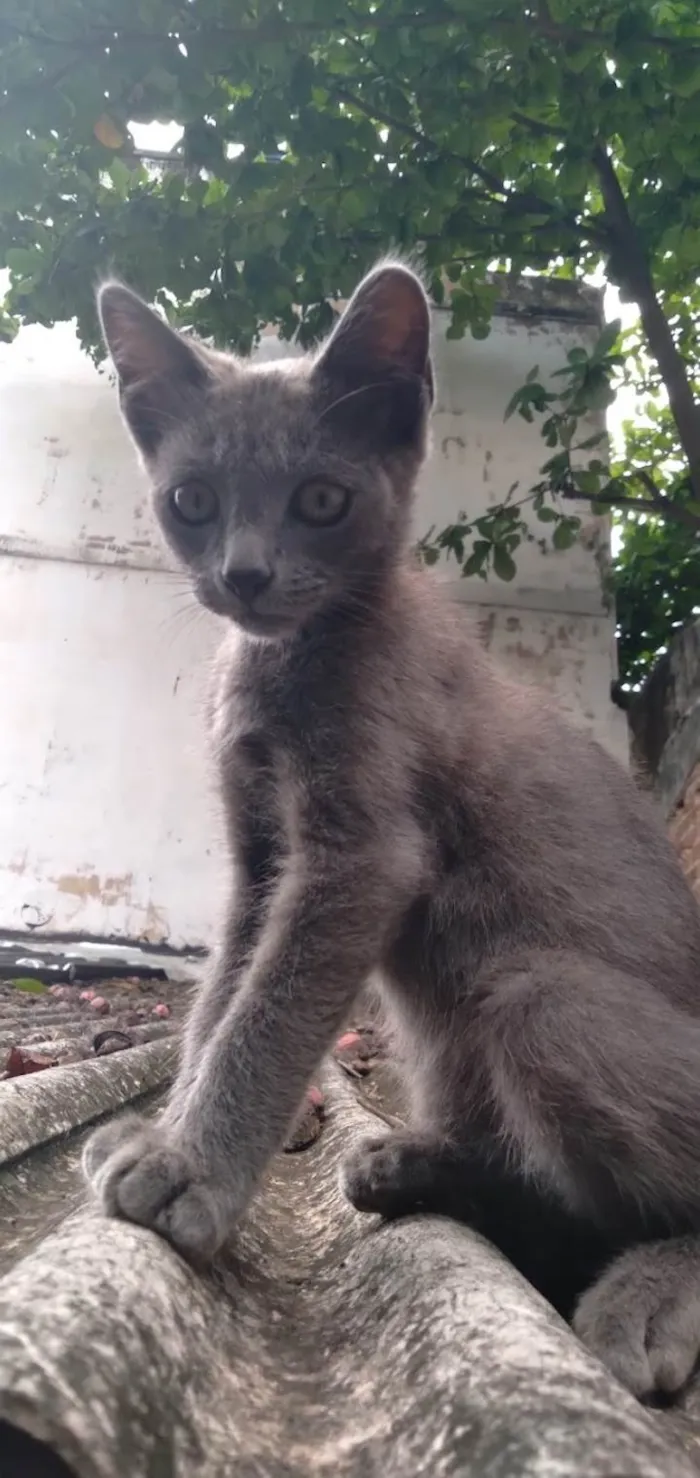 Gato ra a SRD-ViraLata idade 7 a 11 meses nome Cosmo 