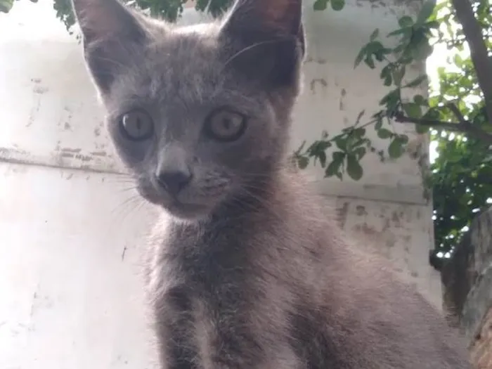 Gato ra a SRD-ViraLata idade 7 a 11 meses nome Cosmo 