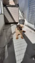 Poodle