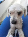 Poodle
