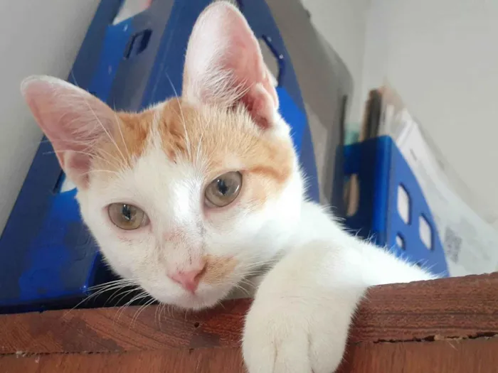 Gato ra a SRD-ViraLata idade 2 a 6 meses nome Linos