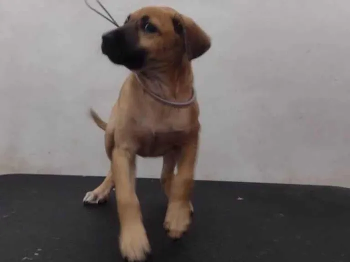 Cachorro ra a SRD-ViraLata idade 2 a 6 meses nome Kisy