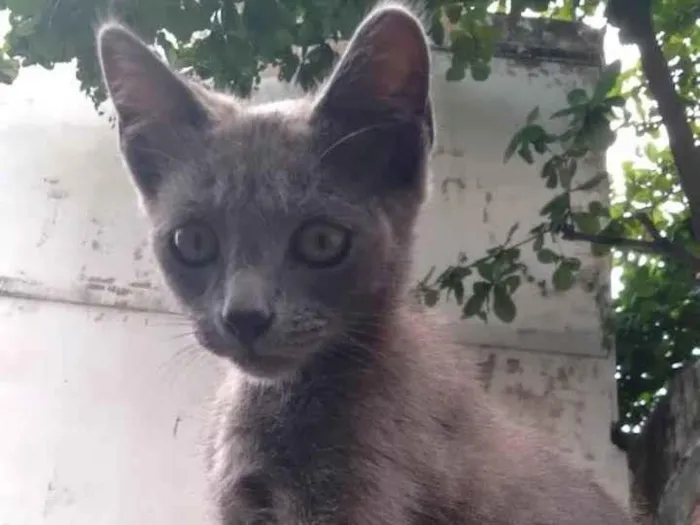 Gato ra a SRD-ViraLata idade 7 a 11 meses nome Cosmo 