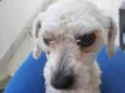 Poodle