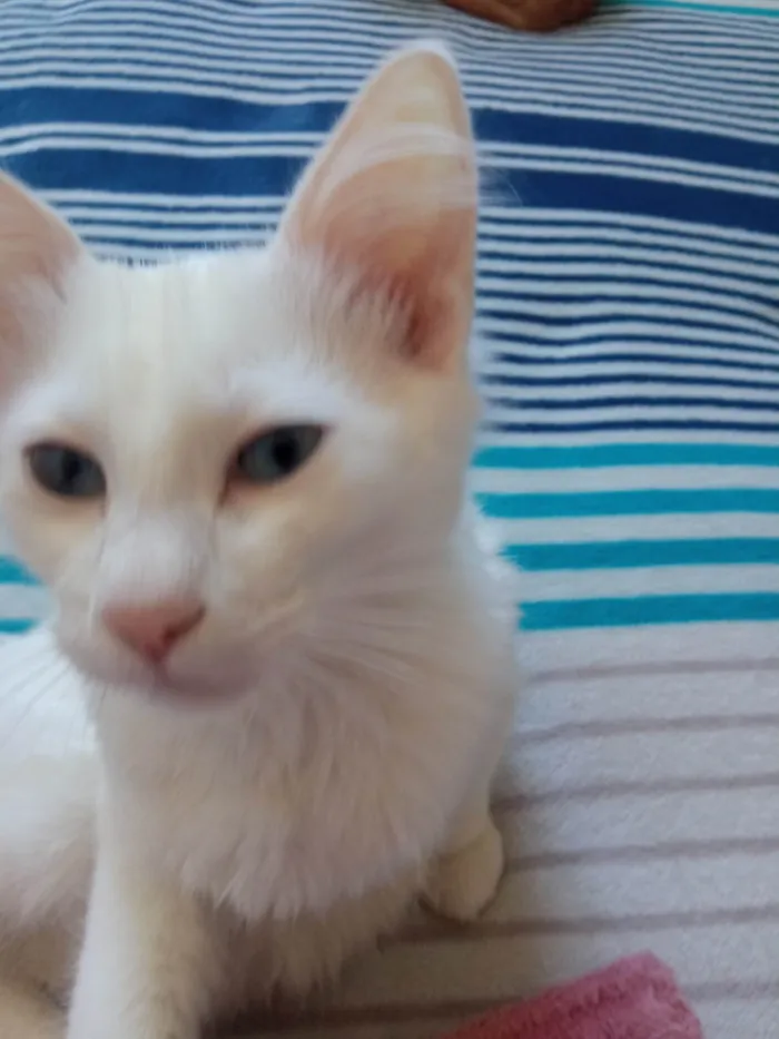 Gato ra a SRD-ViraLata idade 2 a 6 meses nome Satoru