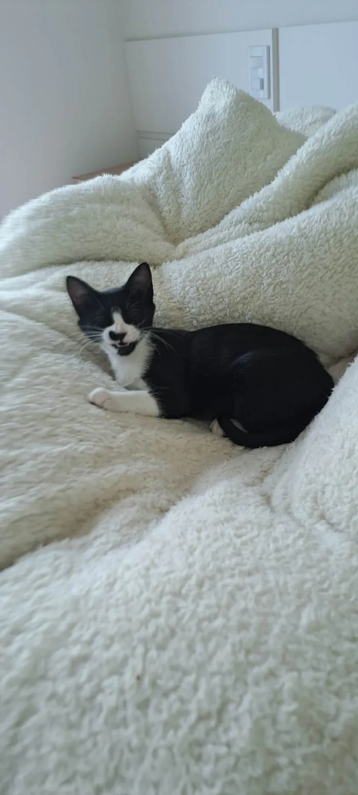 Gato raça SRD-ViraLata idade 2 a 6 meses nome Gaia