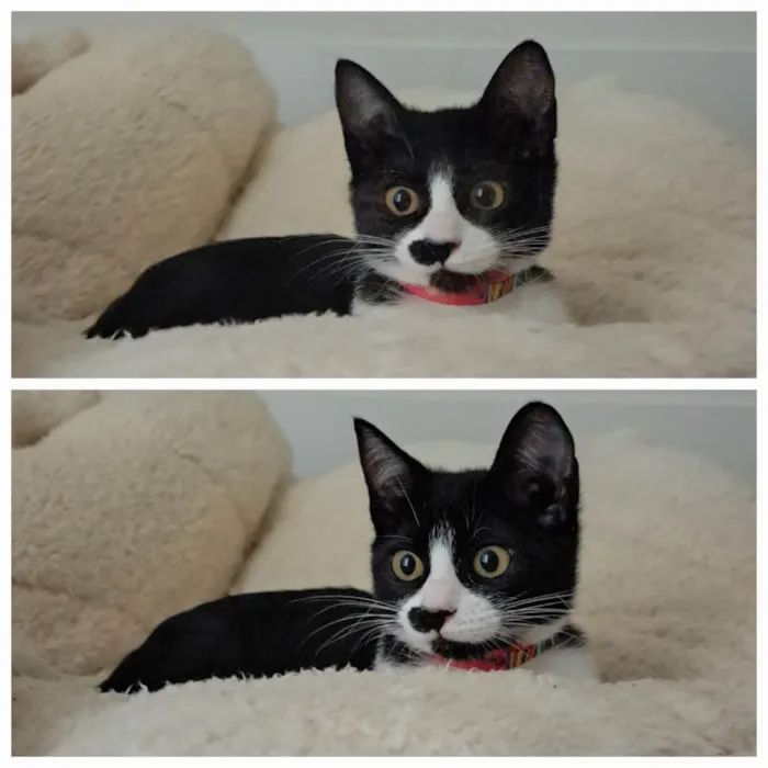 Gato raça SRD-ViraLata idade 2 a 6 meses nome Gaia