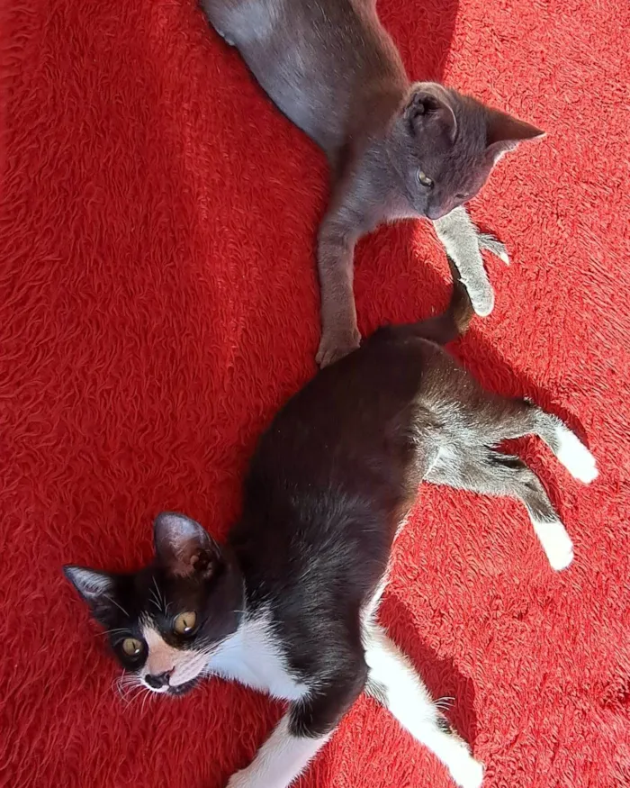 Gato raça SRD-ViraLata idade 2 a 6 meses nome Gaia