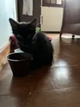Nyx