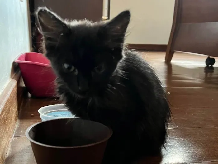 Gato ra a SRD-ViraLata idade 2 a 6 meses nome Nyx