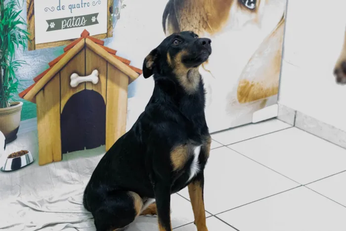 Cachorro ra a SRD-ViraLata idade 2 anos nome Betinha