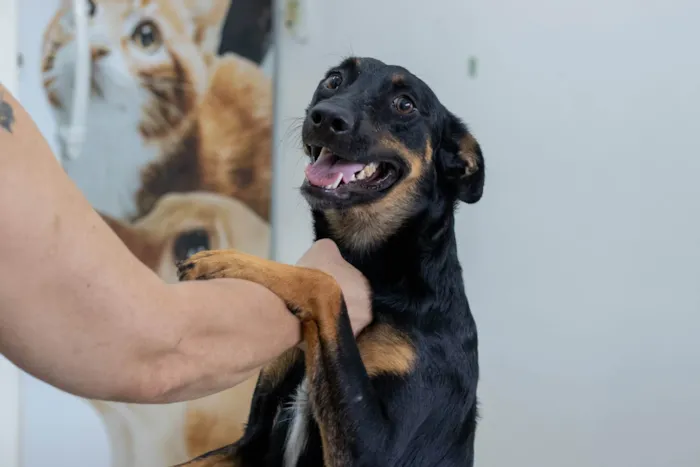 Cachorro ra a SRD-ViraLata idade 2 anos nome Betinha