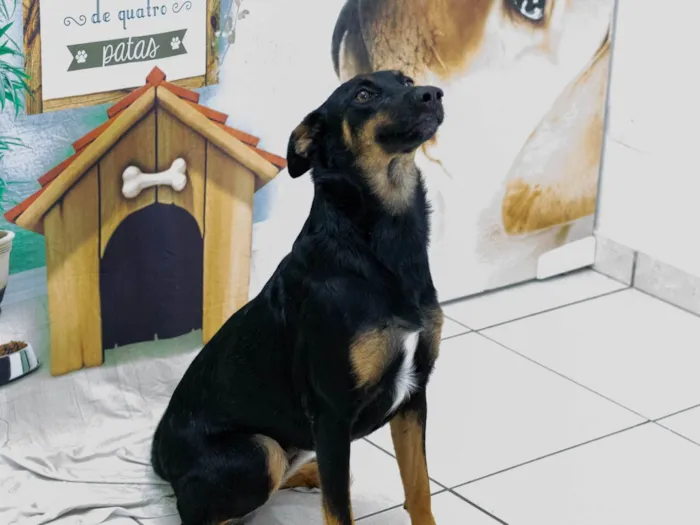 Cachorro ra a SRD-ViraLata idade 2 anos nome Betinha