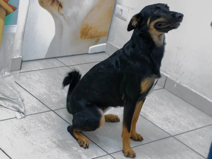 Cachorro ra a SRD-ViraLata idade 2 anos nome Betinha