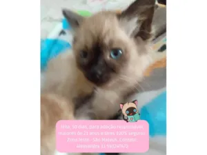 Gato raça Srd idade 2 a 6 meses nome Mila