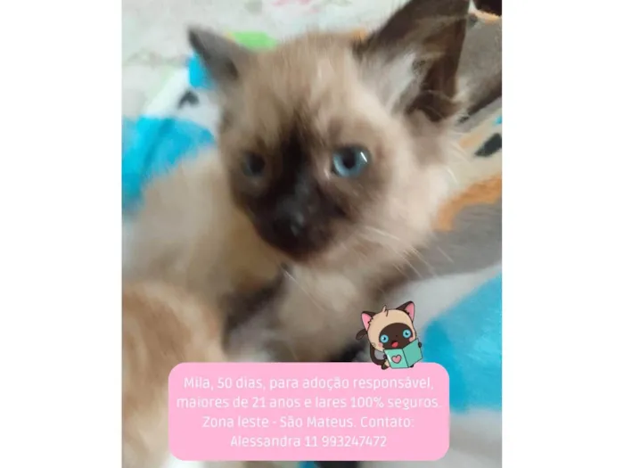 Gato raça Srd idade 2 a 6 meses nome Mila