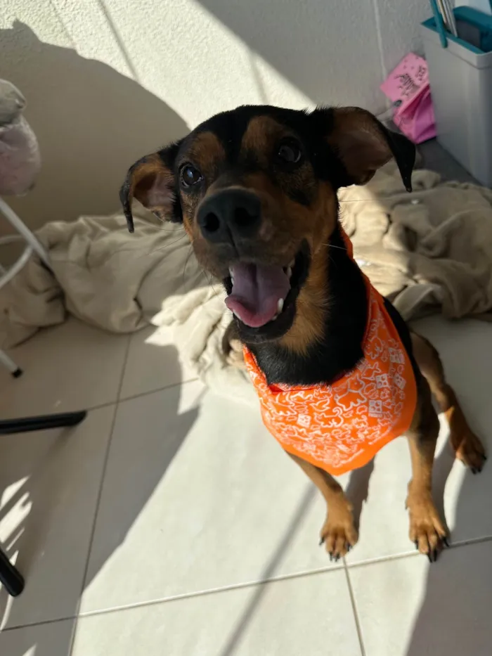 Cachorro raça SRD-ViraLata idade 1 ano nome Luiz Gonzaga