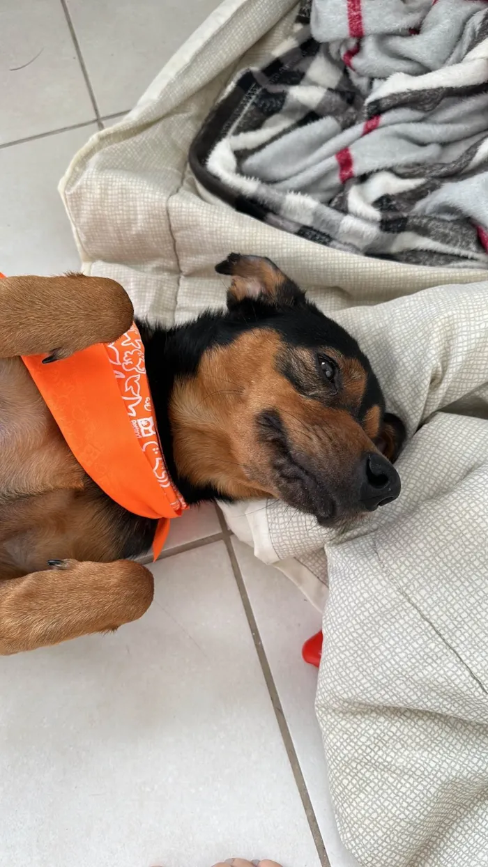 Cachorro raça SRD-ViraLata idade 1 ano nome Luiz Gonzaga