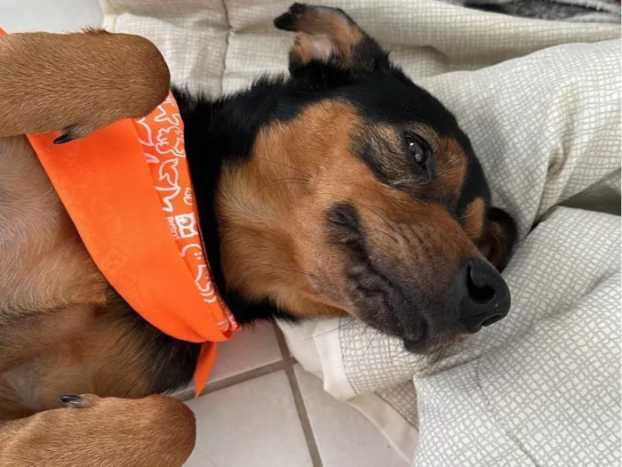 Cachorro raça SRD-ViraLata idade 1 ano nome Luiz Gonzaga