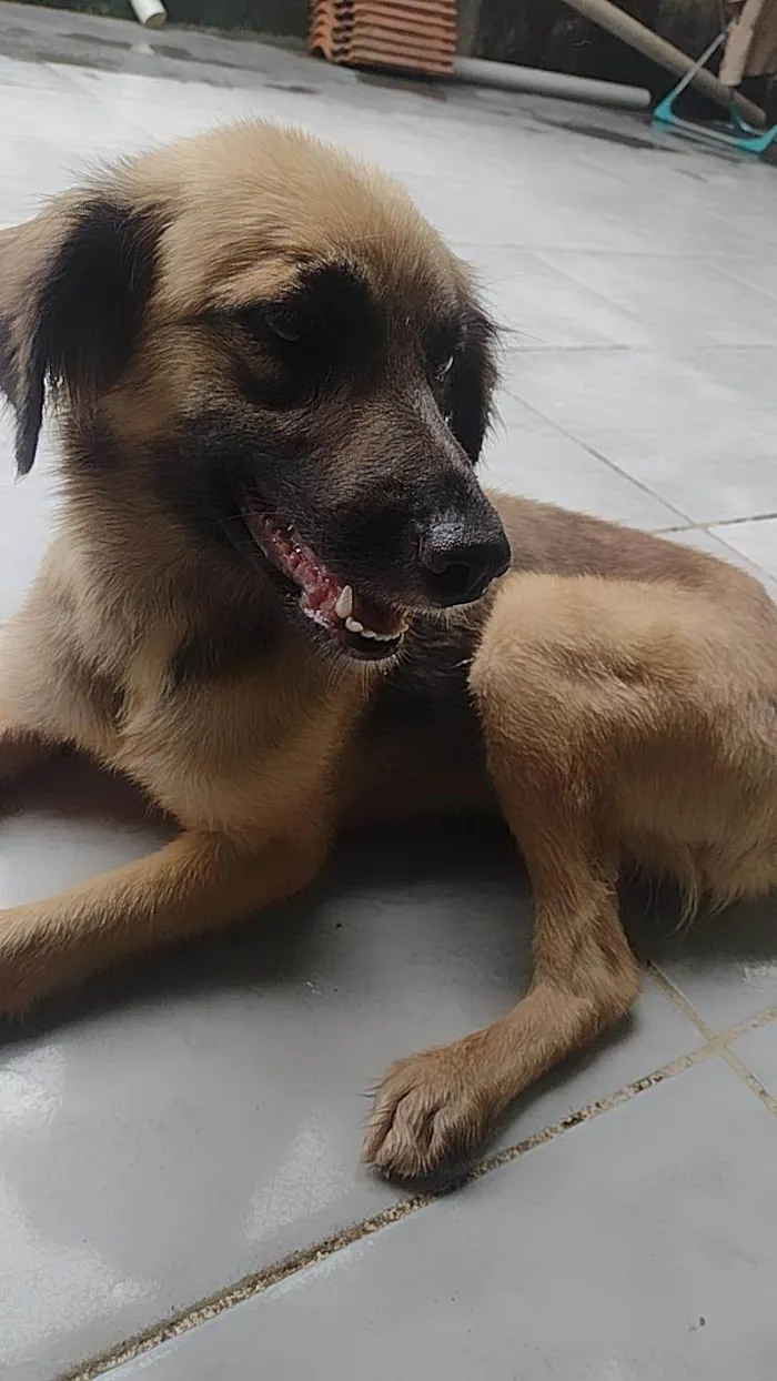 Cachorro ra a SRD-ViraLata idade 3 anos nome Mila