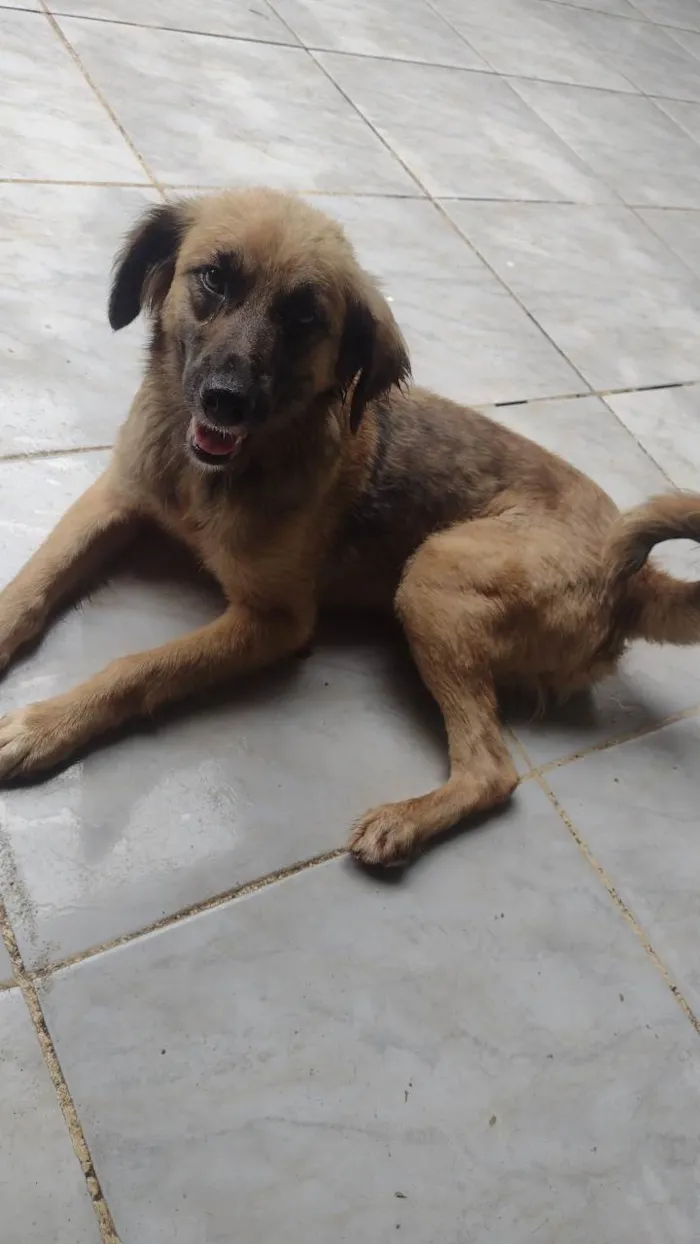 Cachorro ra a SRD-ViraLata idade 3 anos nome Mila