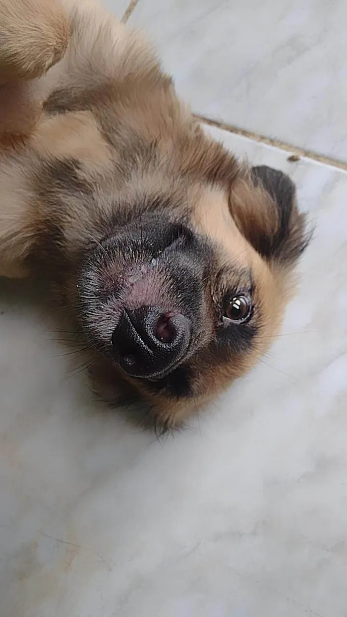 Cachorro ra a SRD-ViraLata idade 3 anos nome Mila