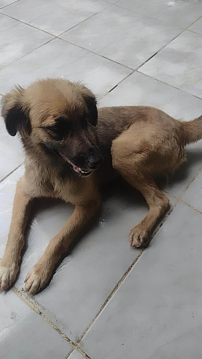 Cachorro ra a SRD-ViraLata idade 3 anos nome Mila