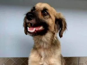 Cachorro raça SRD-ViraLata idade 3 anos nome Mila