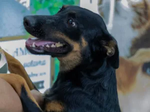 Cachorro raça SRD-ViraLata idade 2 anos nome Betinha