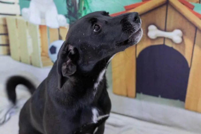 Cachorro ra a SRD-ViraLata idade 1 ano nome Pedrinho