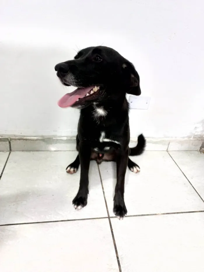 Cachorro ra a SRD-ViraLata idade 1 ano nome Pedrinho