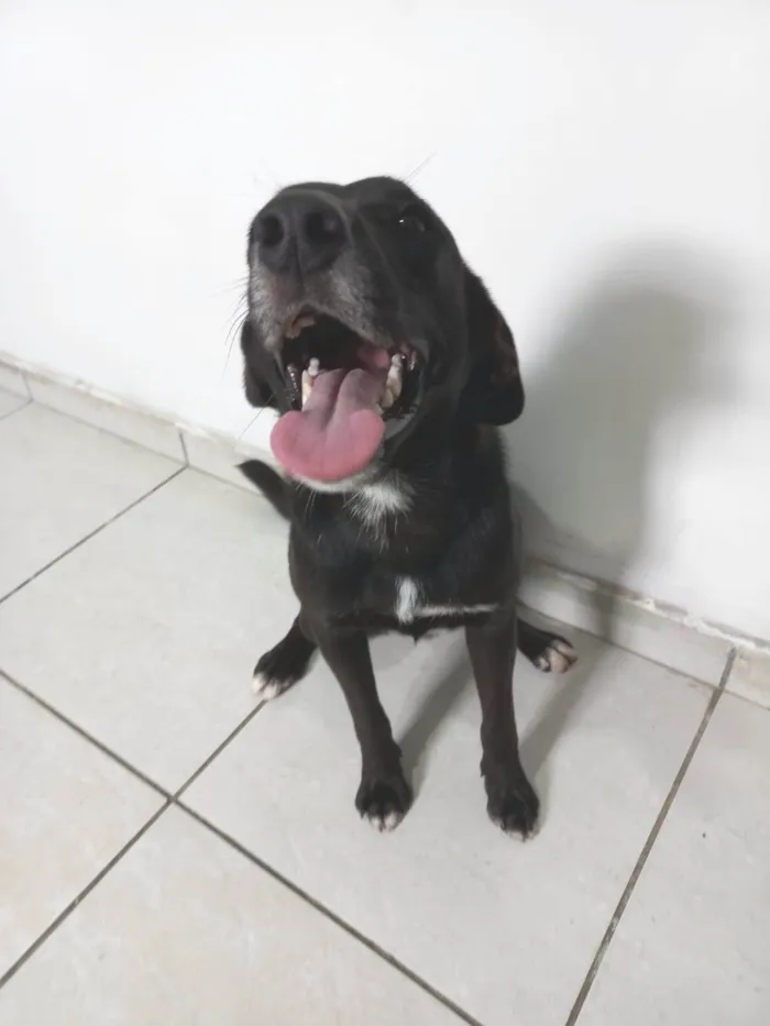 Cachorro ra a SRD-ViraLata idade 1 ano nome Pedrinho