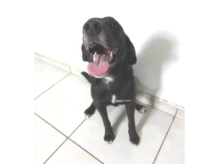 Cachorro ra a SRD-ViraLata idade 1 ano nome Pedrinho