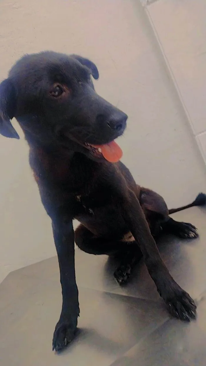 Cachorro ra a SRD-ViraLata idade 7 a 11 meses nome Estrela