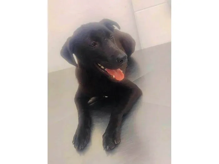 Cachorro ra a SRD-ViraLata idade 7 a 11 meses nome Estrela