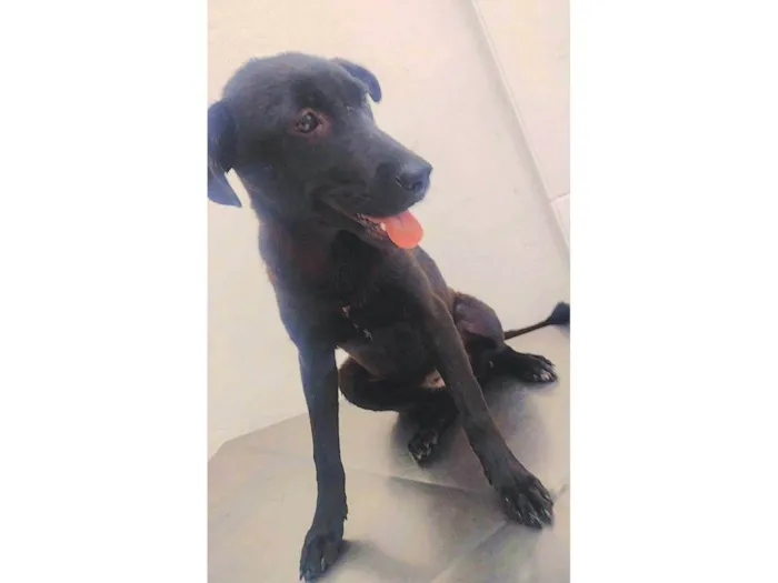 Cachorro ra a SRD-ViraLata idade 7 a 11 meses nome Estrela