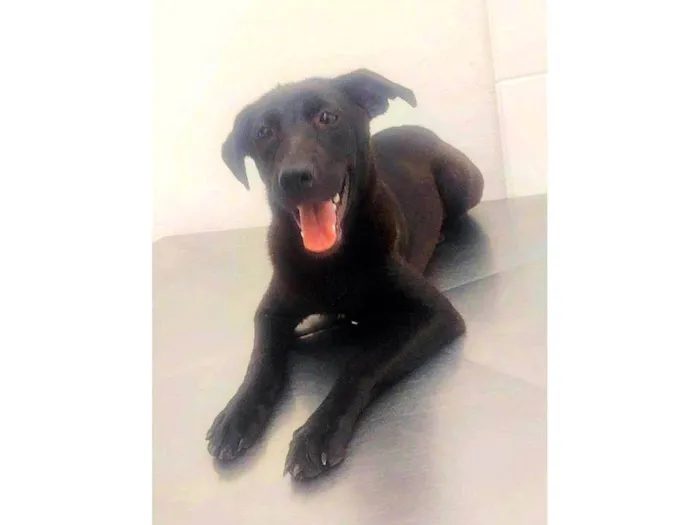 Cachorro ra a SRD-ViraLata idade 7 a 11 meses nome Estrela