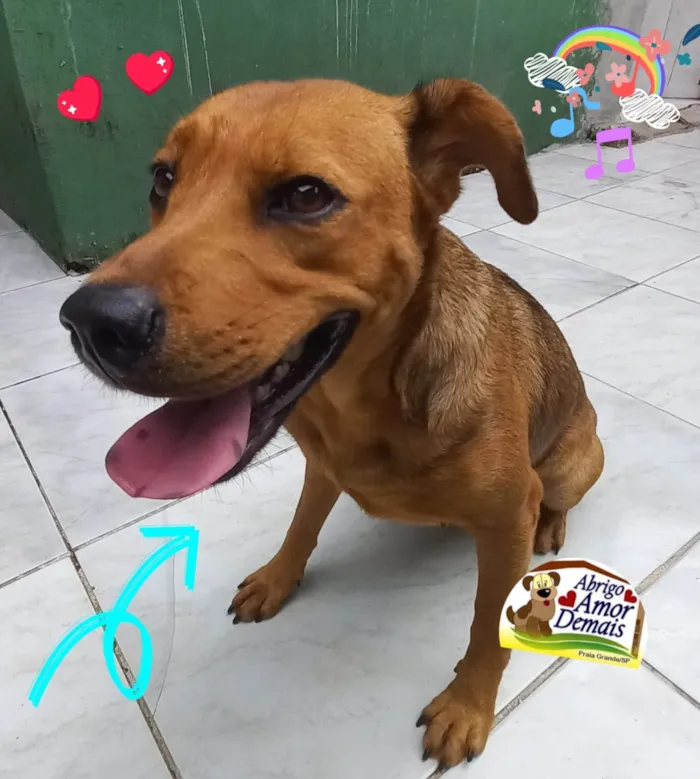 Cachorro ra a SRD-ViraLata idade 2 anos nome Brenda