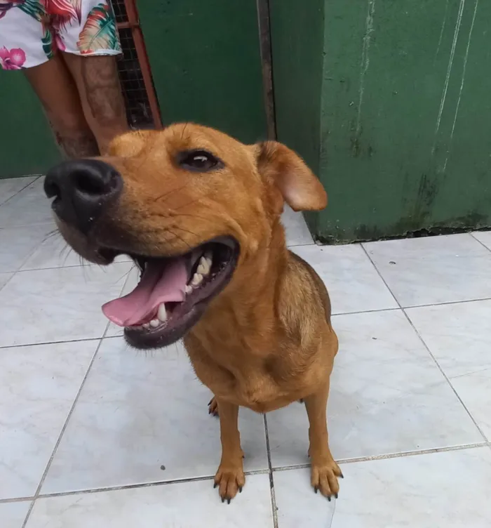 Cachorro ra a SRD-ViraLata idade 2 anos nome Brenda