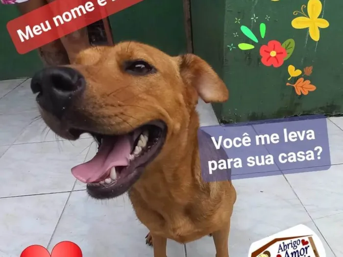 Cachorro ra a SRD-ViraLata idade 2 anos nome Brenda