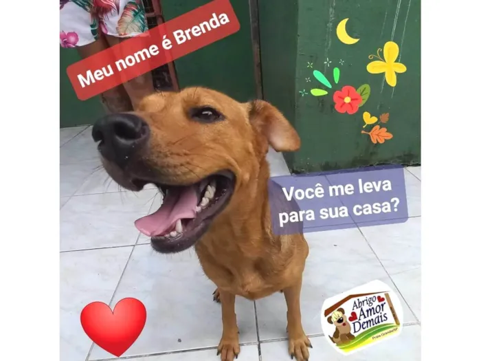 Cachorro ra a SRD-ViraLata idade 2 anos nome Brenda