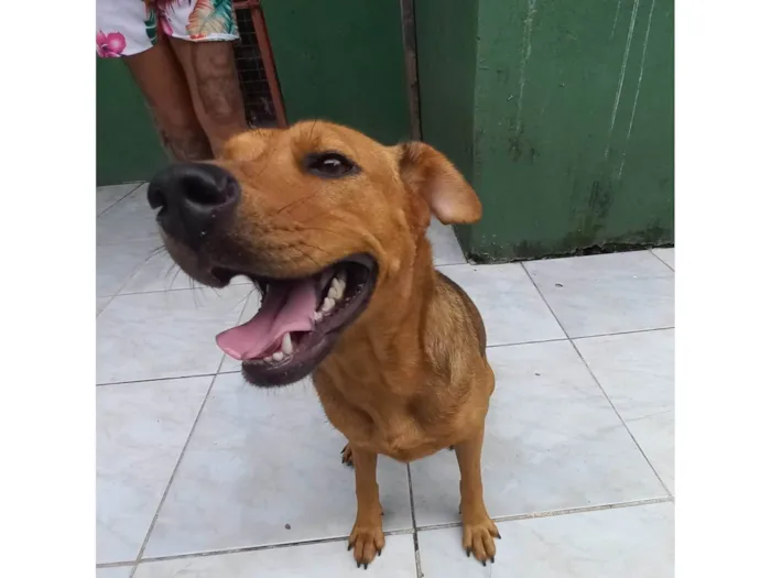 Cachorro ra a SRD-ViraLata idade 2 anos nome Brenda