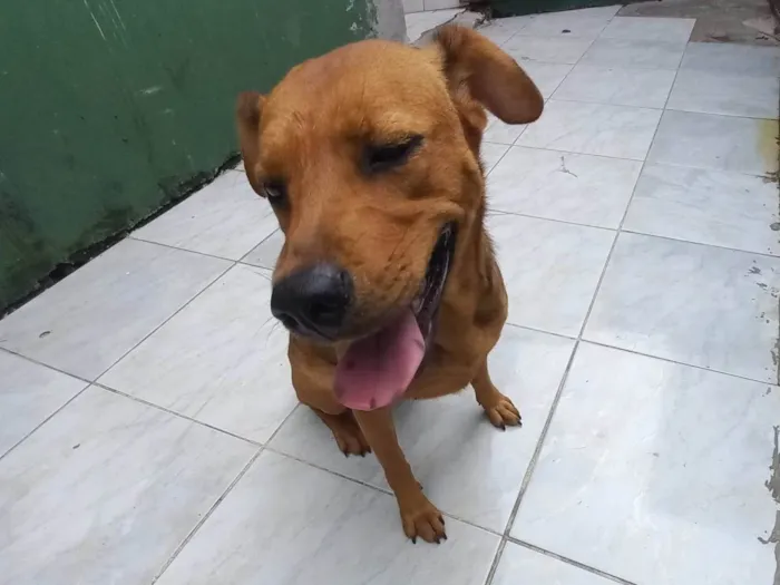 Cachorro ra a SRD-ViraLata idade 2 anos nome Brenda