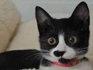Gato raça SRD-ViraLata idade 2 a 6 meses nome Gaia
