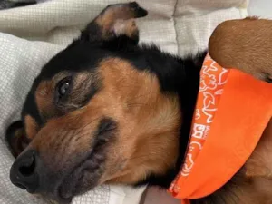 Cachorro raça SRD-ViraLata idade 1 ano nome Luiz Gonzaga