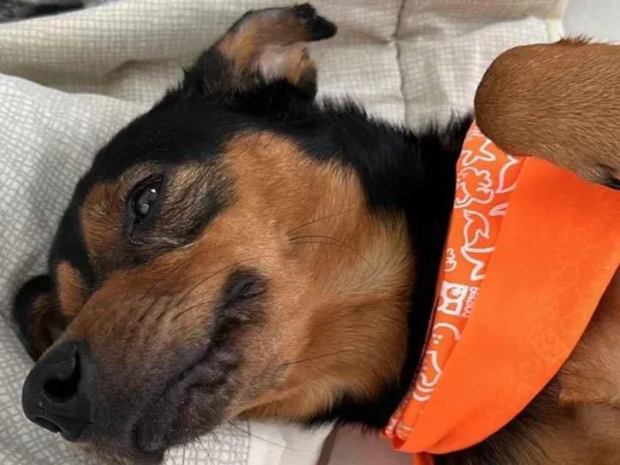 Cachorro raça SRD-ViraLata idade 1 ano nome Luiz Gonzaga