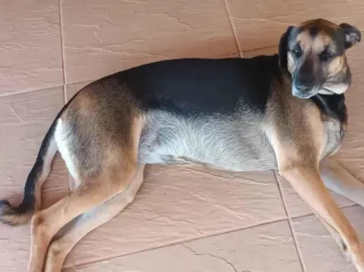 Cachorro raça SRD idade 2 a 6 meses nome malala