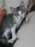 Nereu